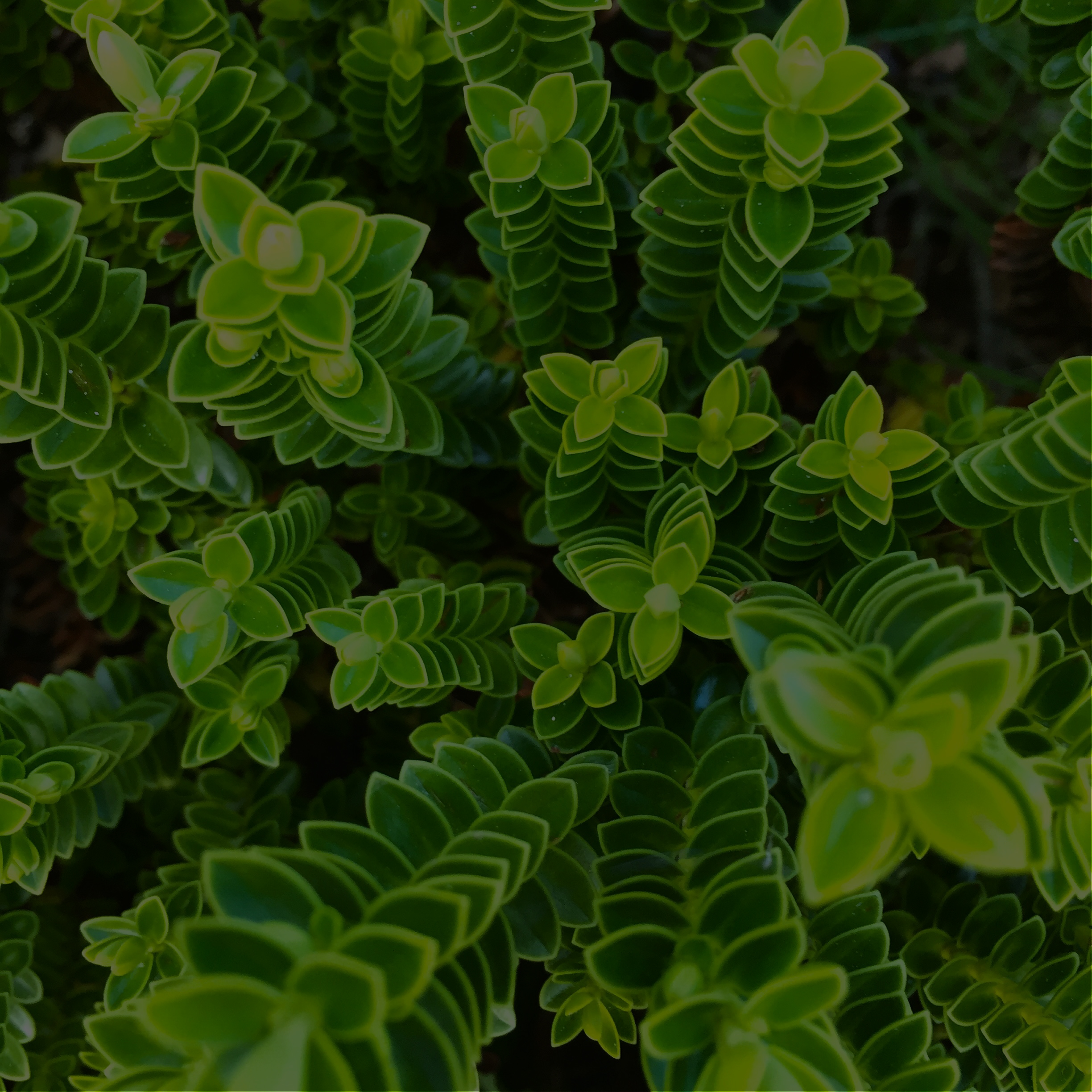 dark leaf